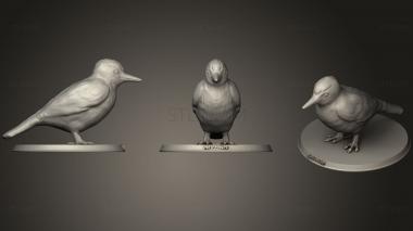 3D model Piciformes (STL)